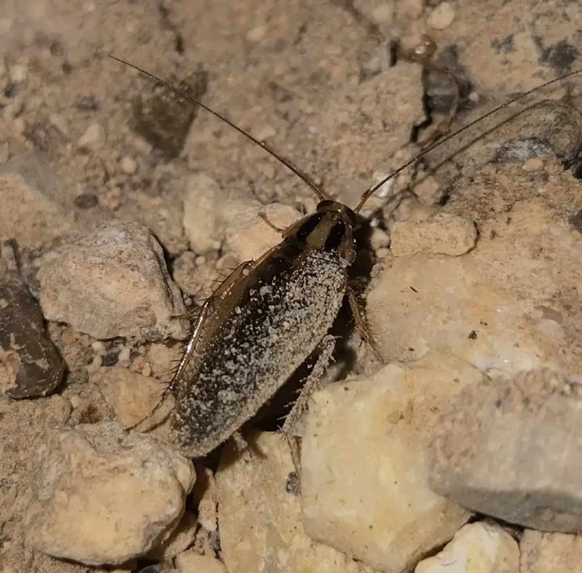German cockroach showing distinctive markings