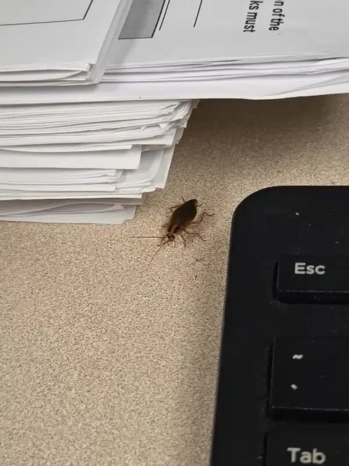 German cockroach in indoor environment
