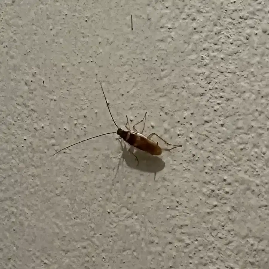 Adult German cockroach crawling on an indoor wall