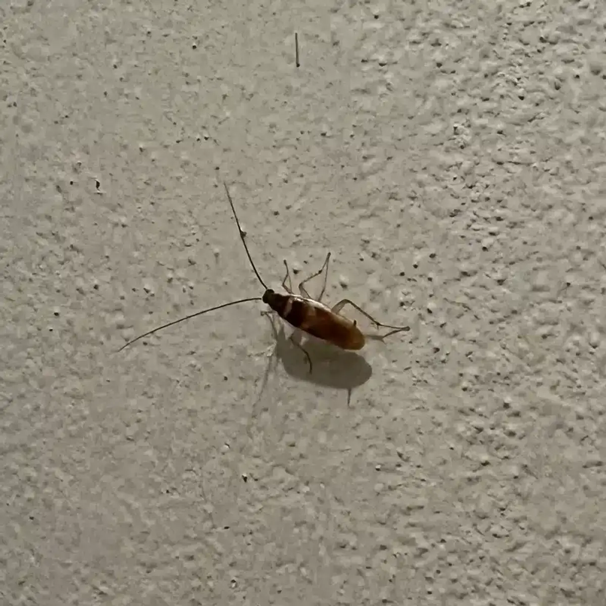 German cockroach on indoor wall surface