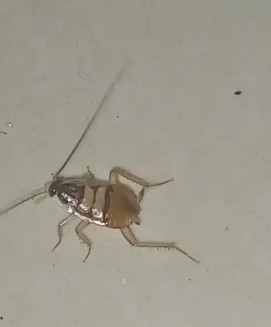 German cockroach nymph with distinctive stripe pattern