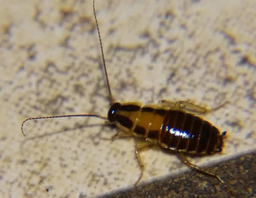Late-stage German cockroach nymph with two dark stripes behind the head and short wing pads