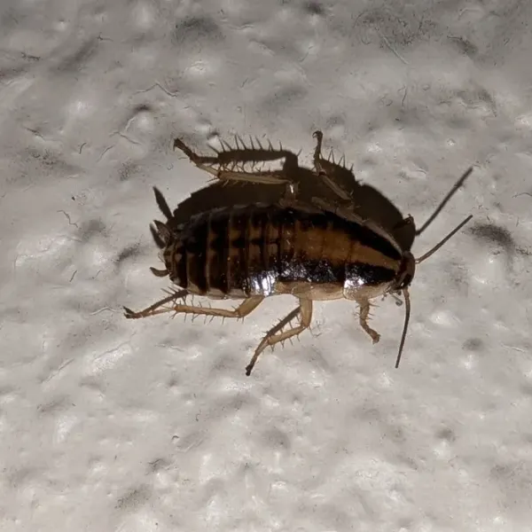 Baby German Cockroach Nymphs: What They Look Like & How to Get Rid of Them