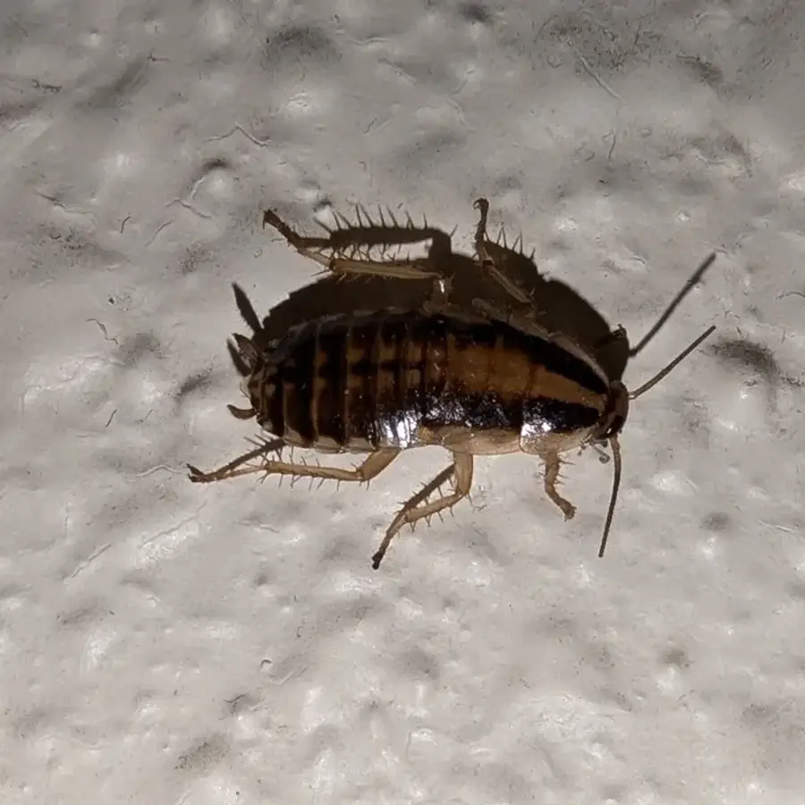 Young German cockroach nymph with a dark body and a pale tan stripe down its back