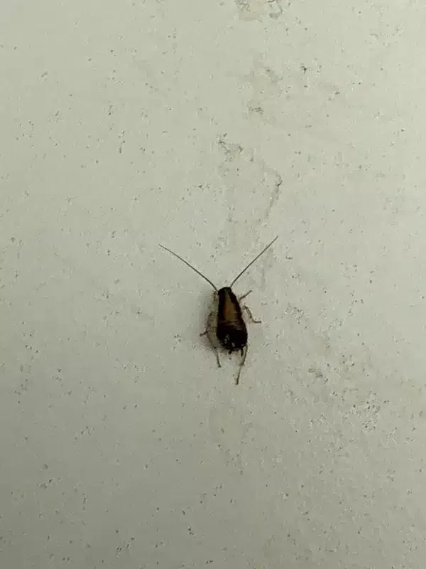 Cockroach vs Beetle: Identifying Which Pest Is in Your Home