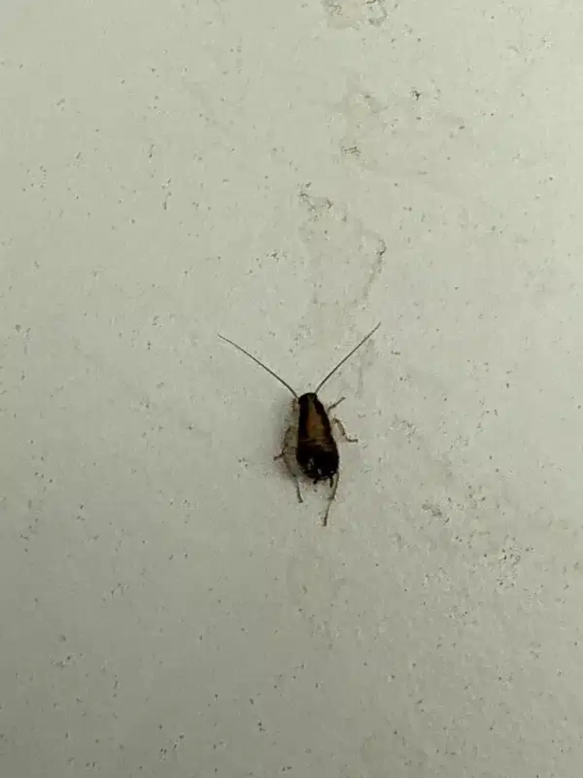 Cockroach on white wall showing identification features