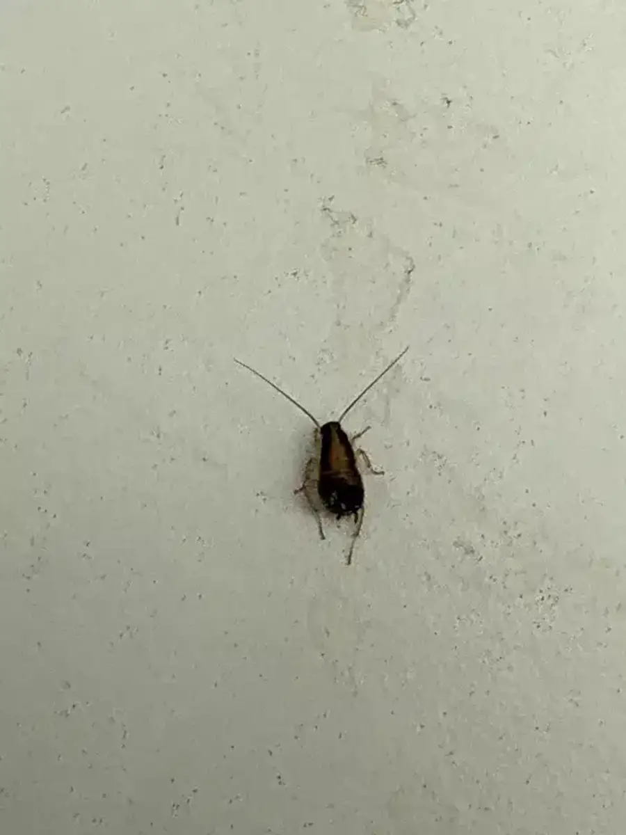 Cockroach on a white wall in kitchen setting
