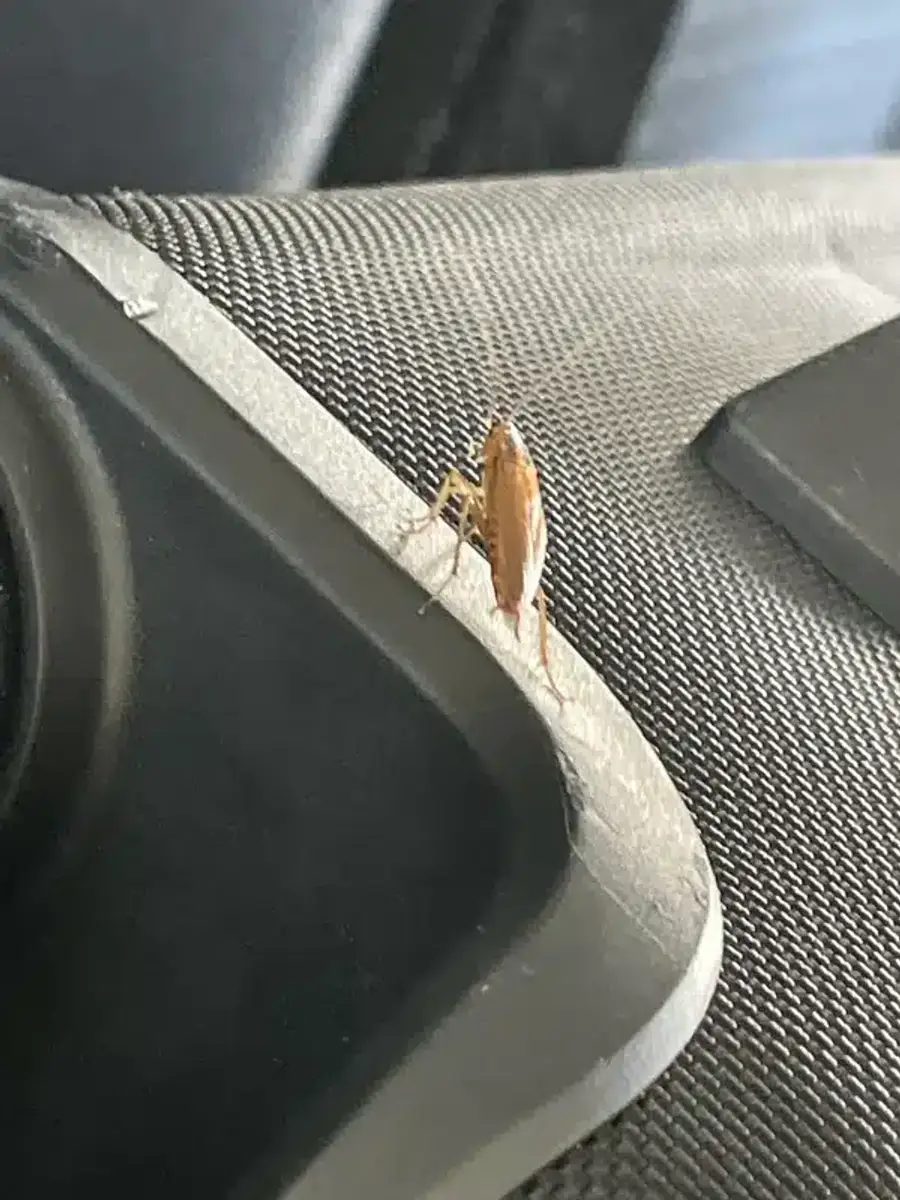 German cockroach on a surface showing flat oval body and long antennae