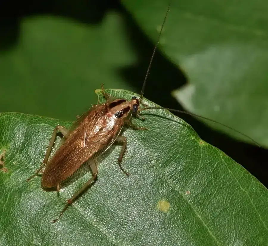 German cockroach on green leaf