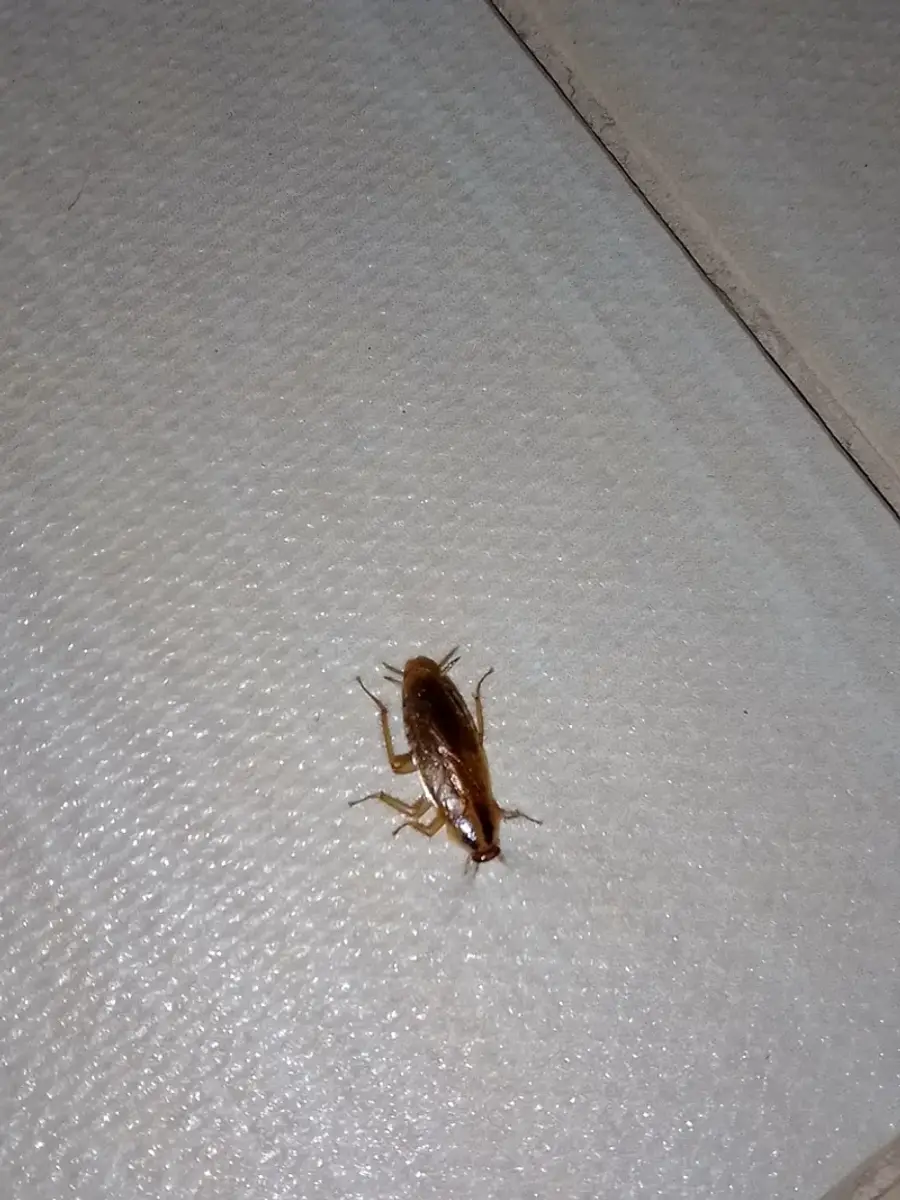Adult German cockroach on a tile floor