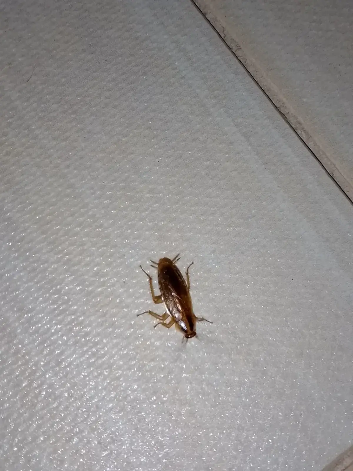 German cockroach on tile floor showing the small tan-colored roach with dark stripes behind its head
