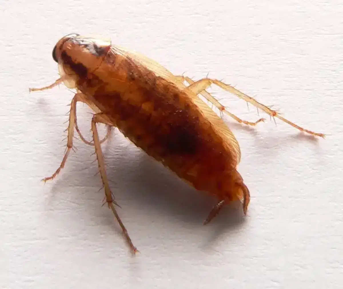 German cockroach on white background