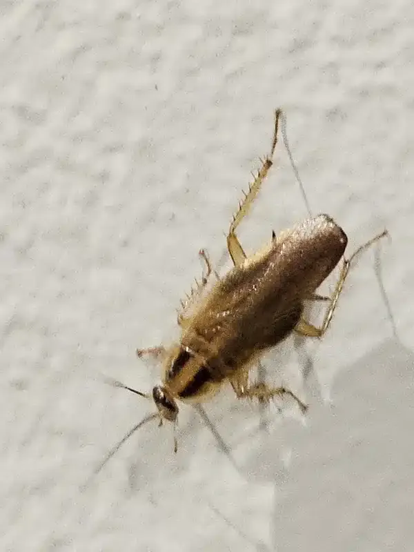 German Roach vs American Roach: Key Differences Explained