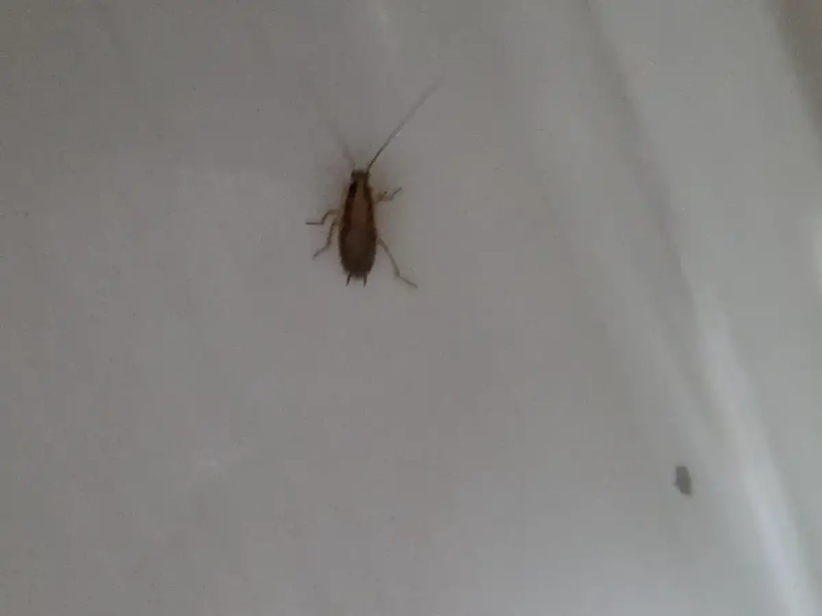 German cockroach on a wall near a water source