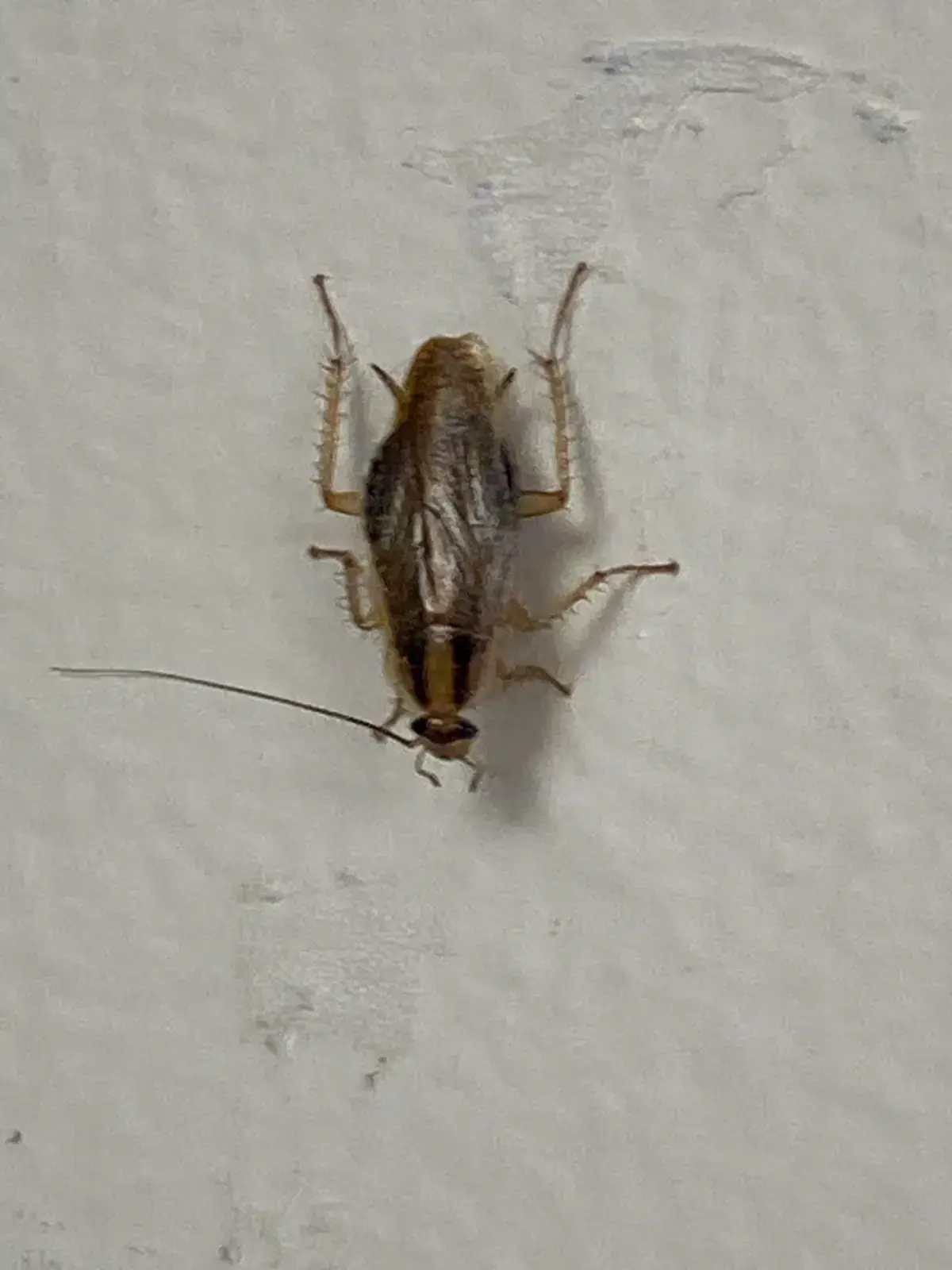 German cockroach on white wall surface clearly showing body markings