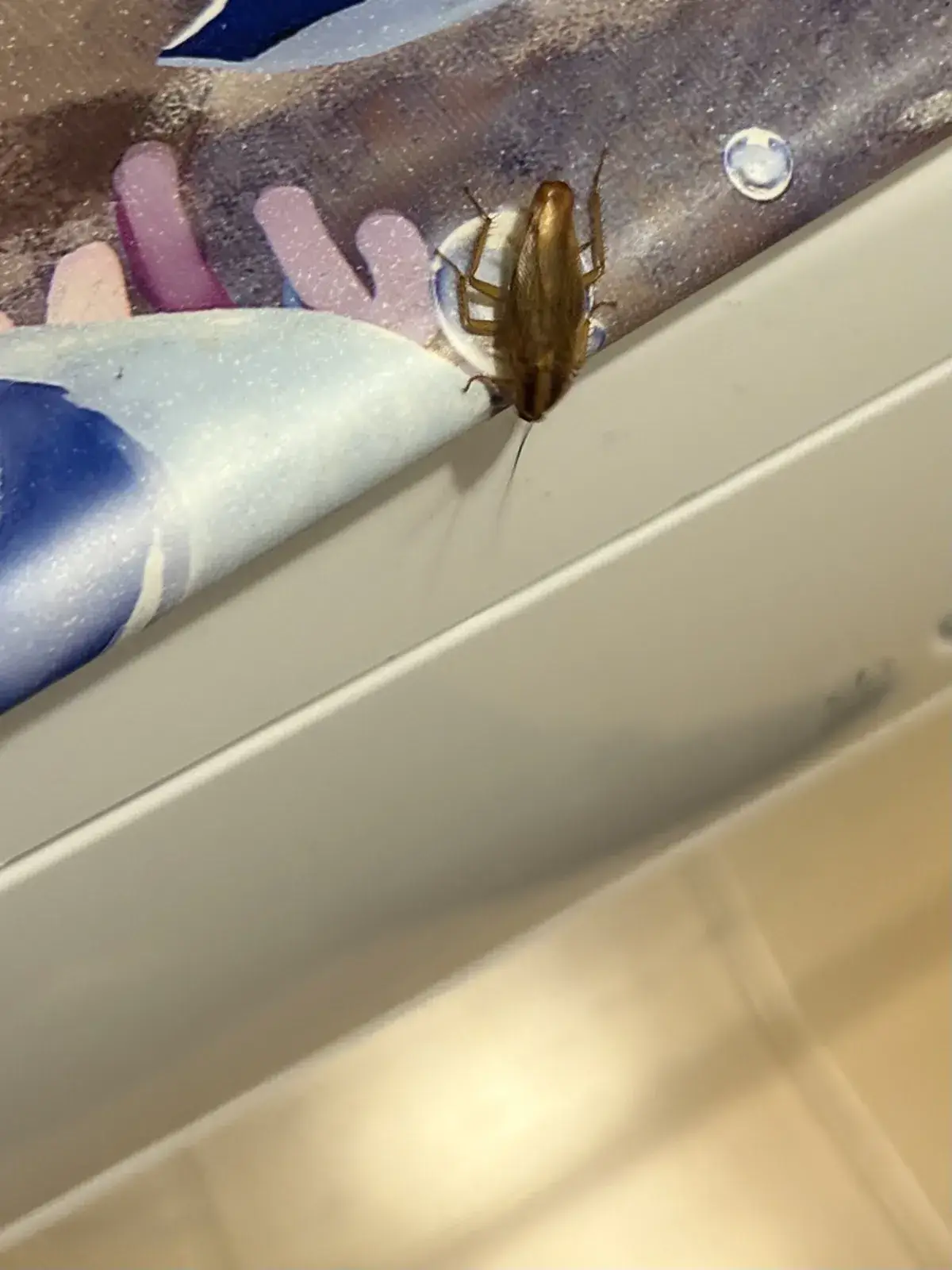 German cockroach near bathroom fixtures showing typical hiding location