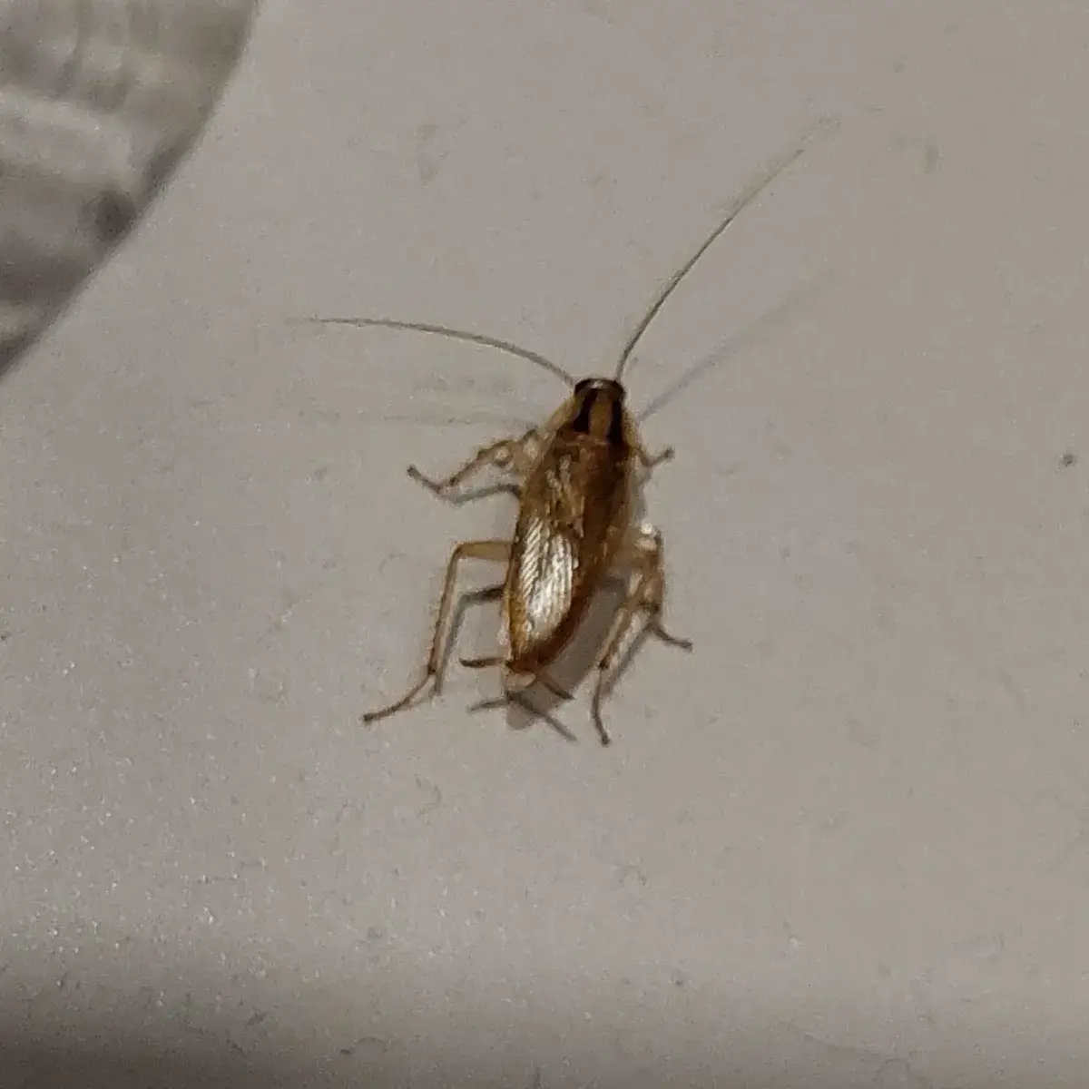 German cockroach on indoor surface showing characteristic light brown coloring and body shape