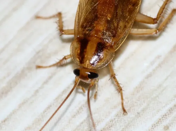 Close-up of a German cockroach showing its distinctive tan coloring and two dark parallel stripes on the pronotum
