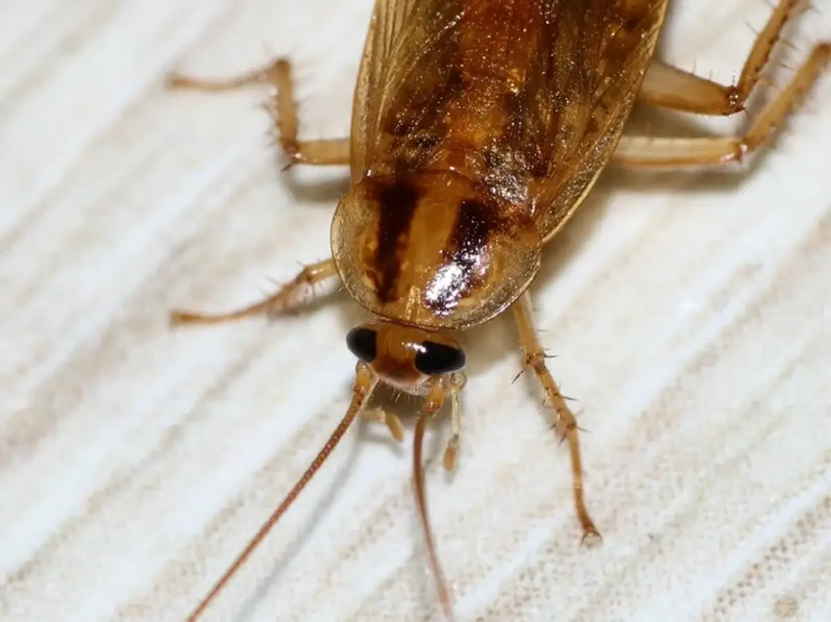 Sharp close-up of a German cockroach with two dark parallel stripes running down the shield behind the head