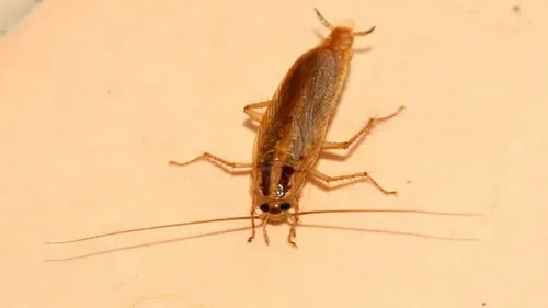 German Roaches photo 1