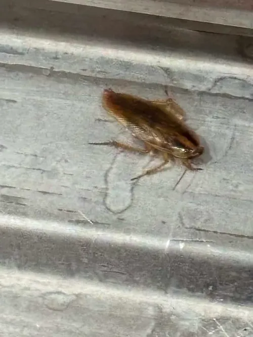 German Roaches photo 3