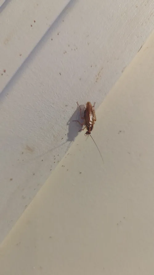 German Roaches photo 4