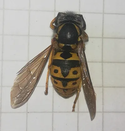 Top-down view of a German yellowjacket specimen showing distinctive black and yellow banding pattern with diamond-shaped markings