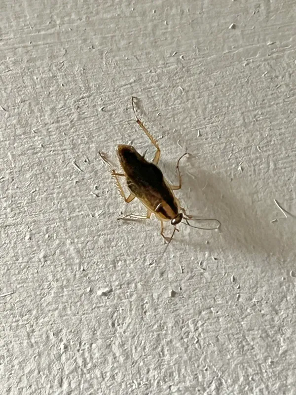 Can German Cockroaches Fly? Why They Have Wings but Don't Use Them