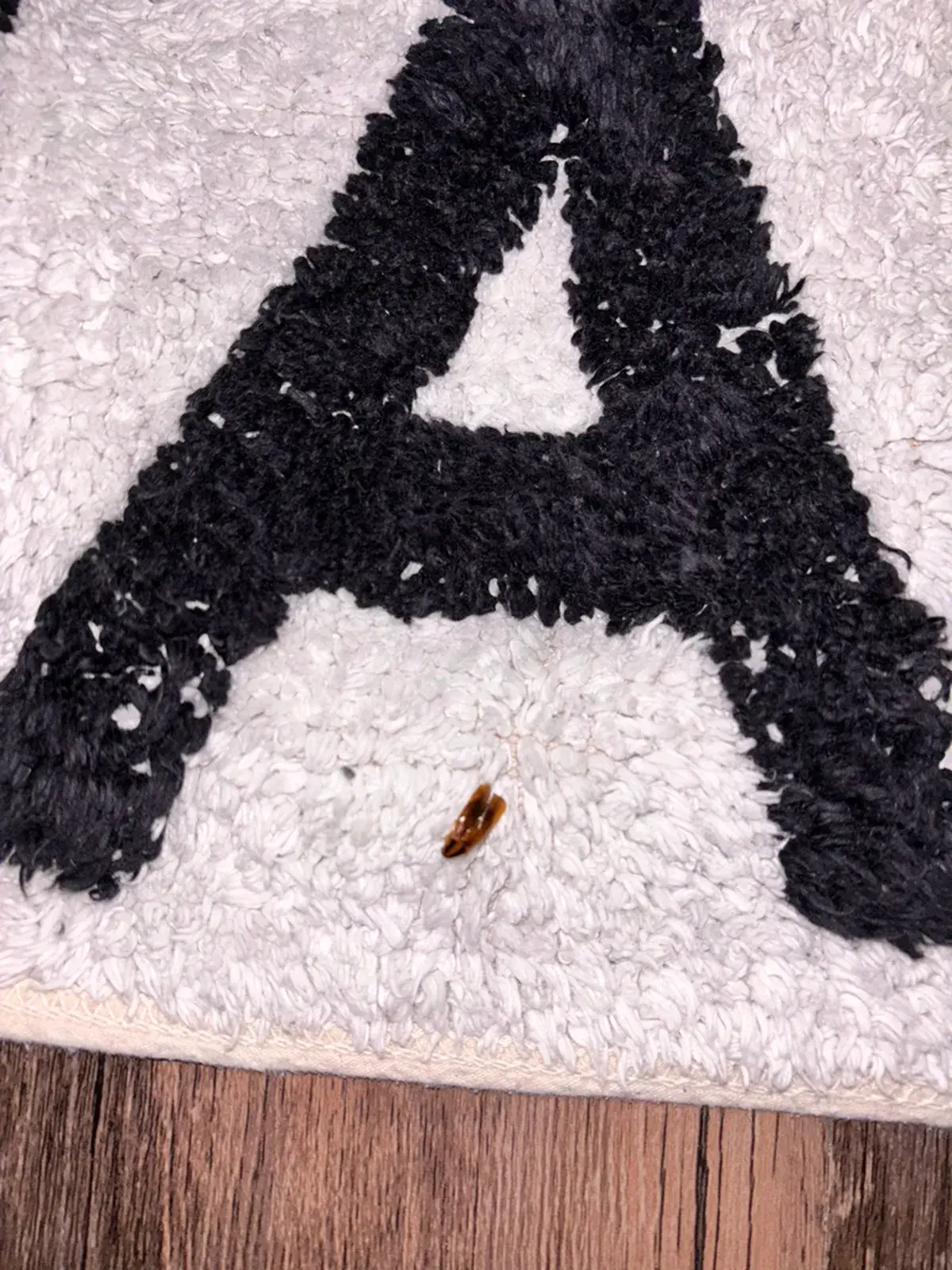 German cockroach on a rug showing its small size and tan coloring