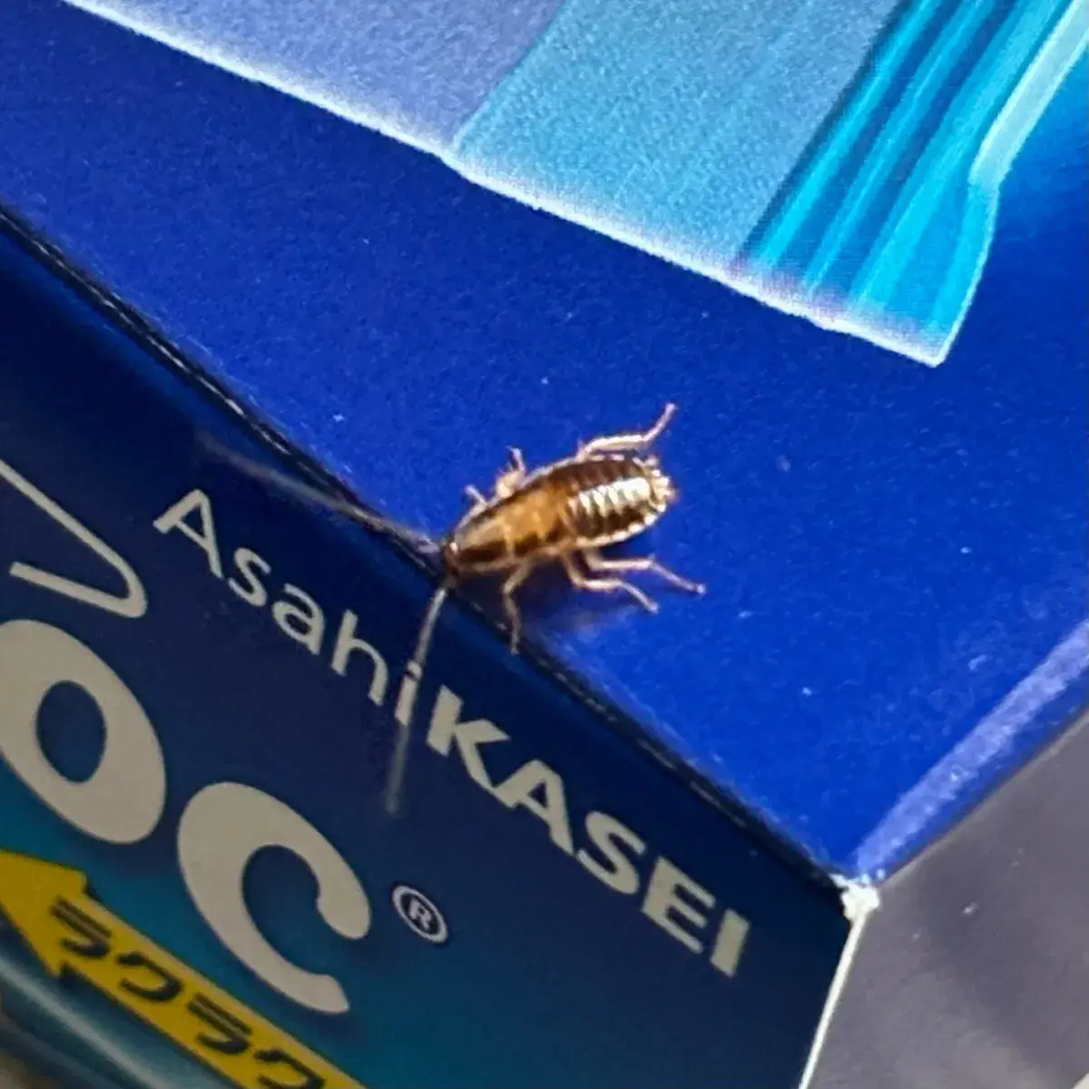 German cockroach with clearly visible two dark stripes on its back