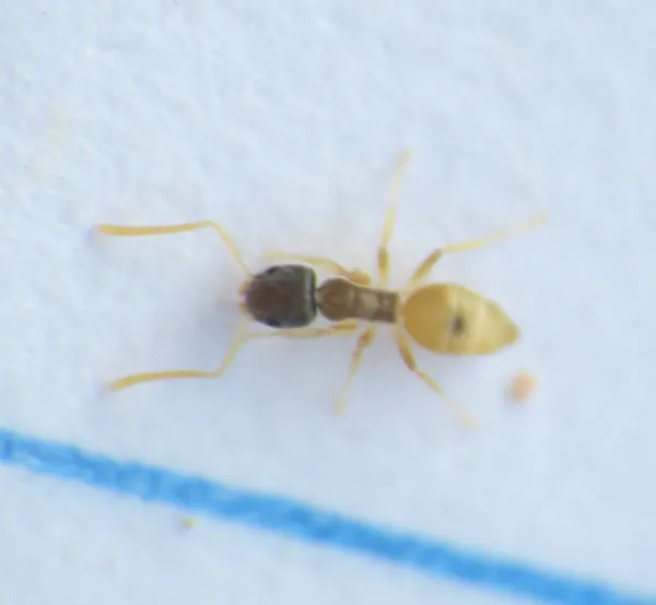 Ghost ant worker showing characteristic dark head contrasting with pale translucent body and legs