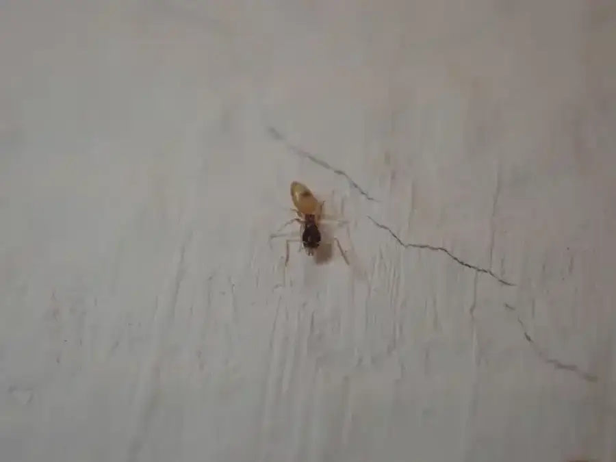 Ghost ant on indoor wall