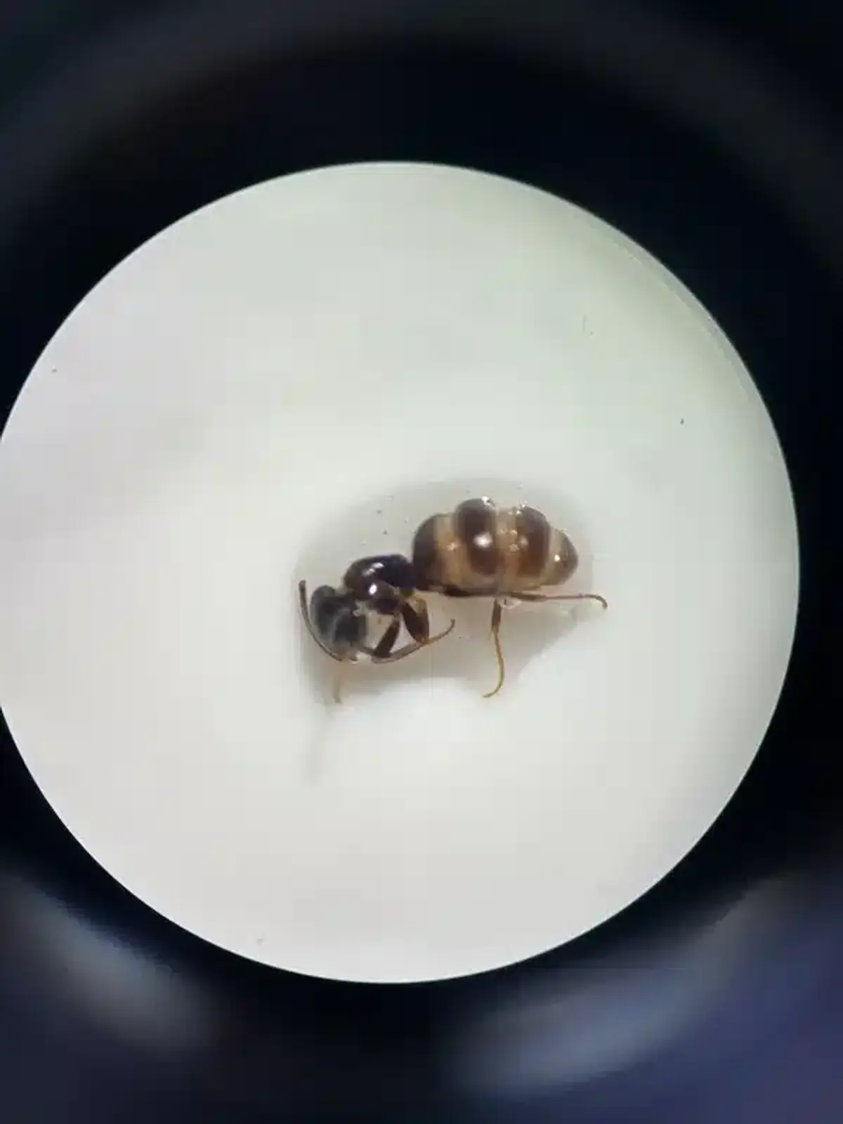 Ghost ant identification under microscope