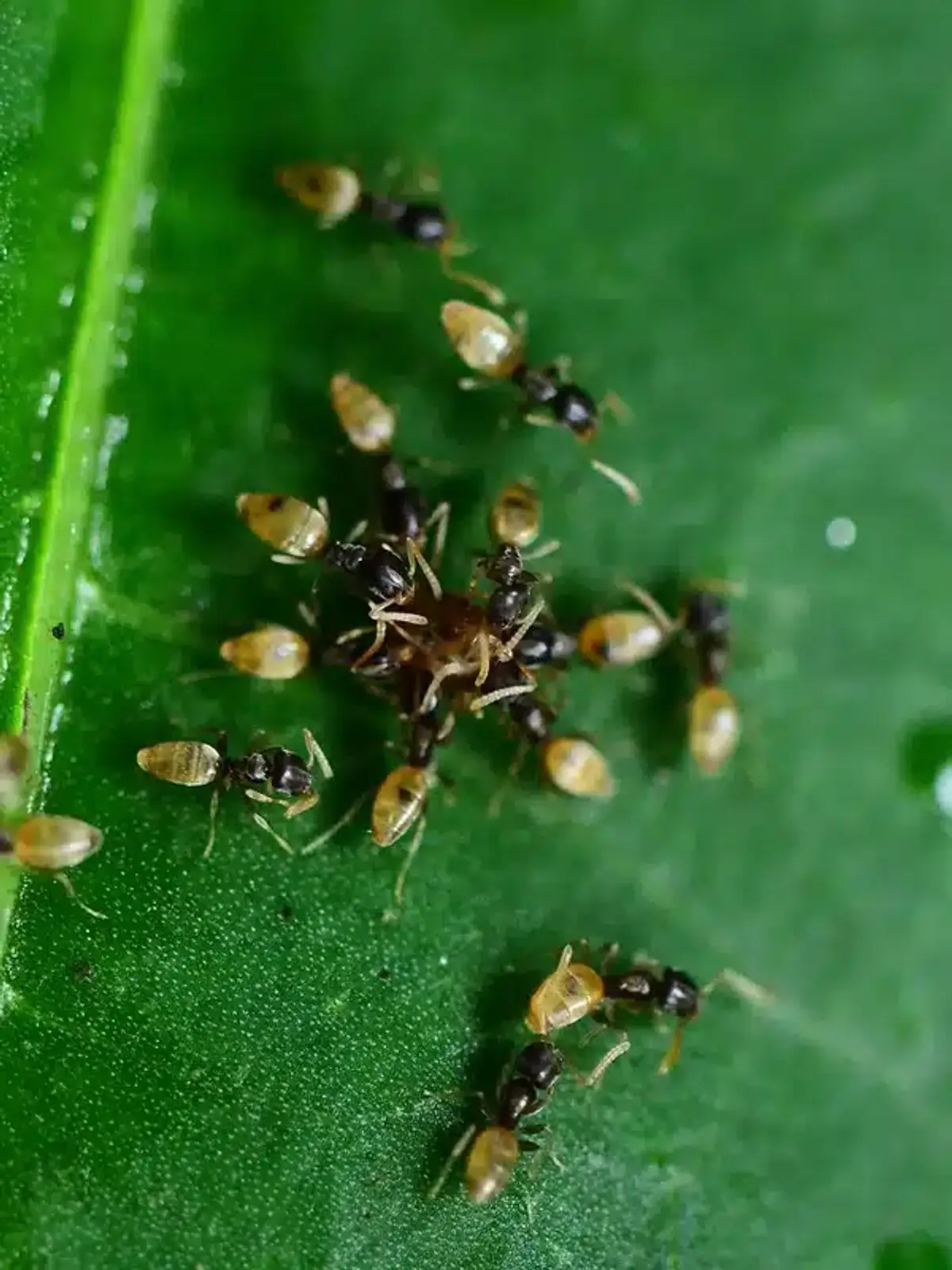 Ghost ants feeding on leaf