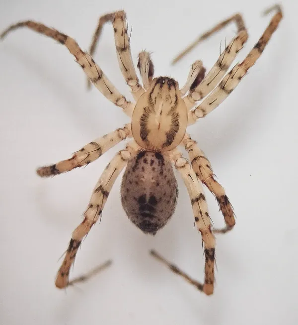 Top-down view of a ghost spider showing pale tan body with darker markings and long legs