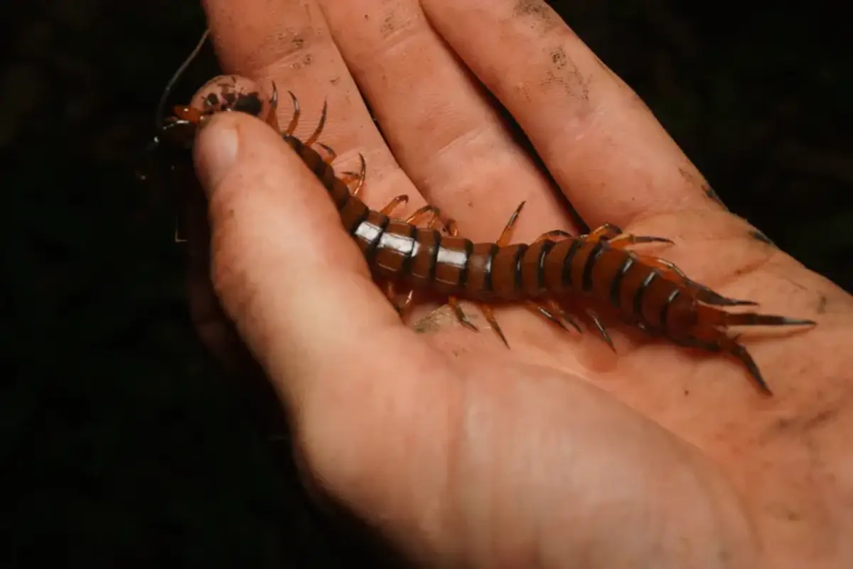 Giant centipede being held to show size comparison