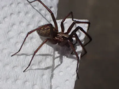 Giant house spider showing characteristic dark brown coloring and long legs