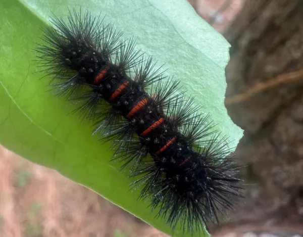 Giant leopard moth caterpillar on a green leaf showing stiff black bristles and red bands between its body segments