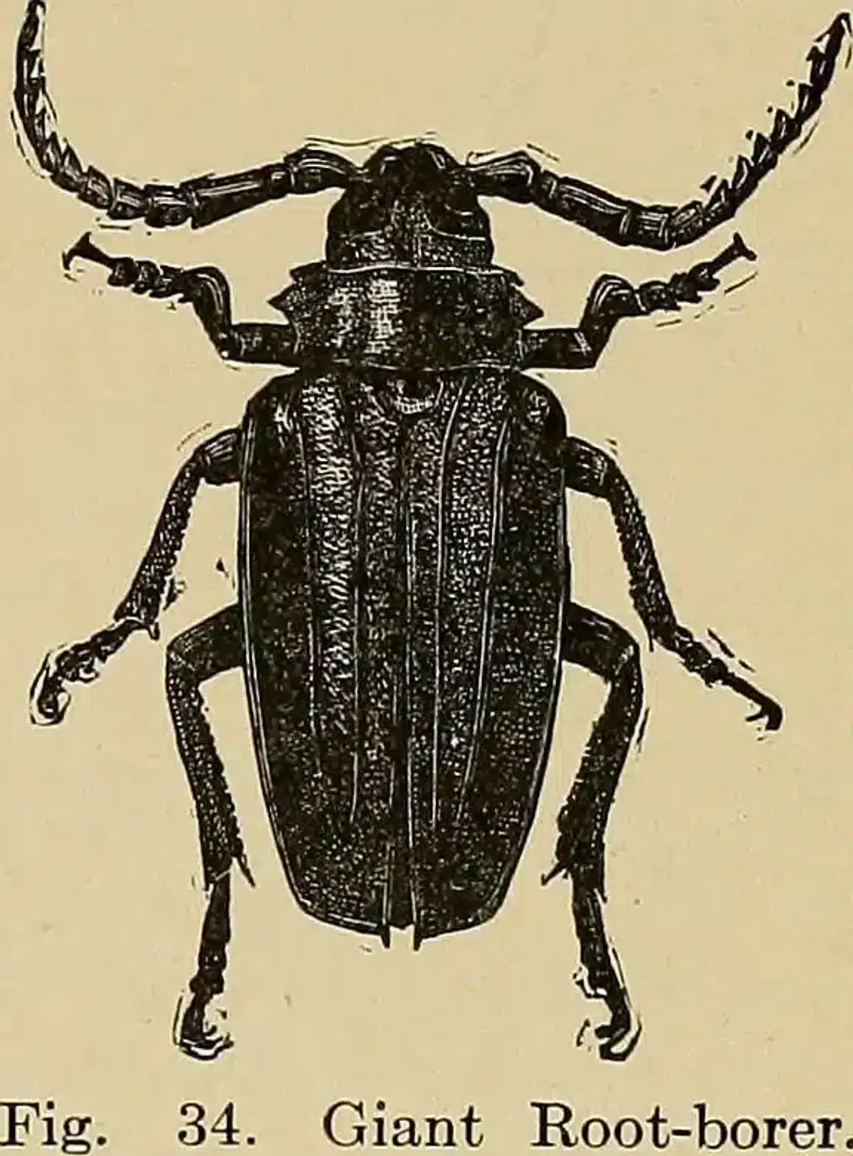 Giant root-borer beetle illustration
