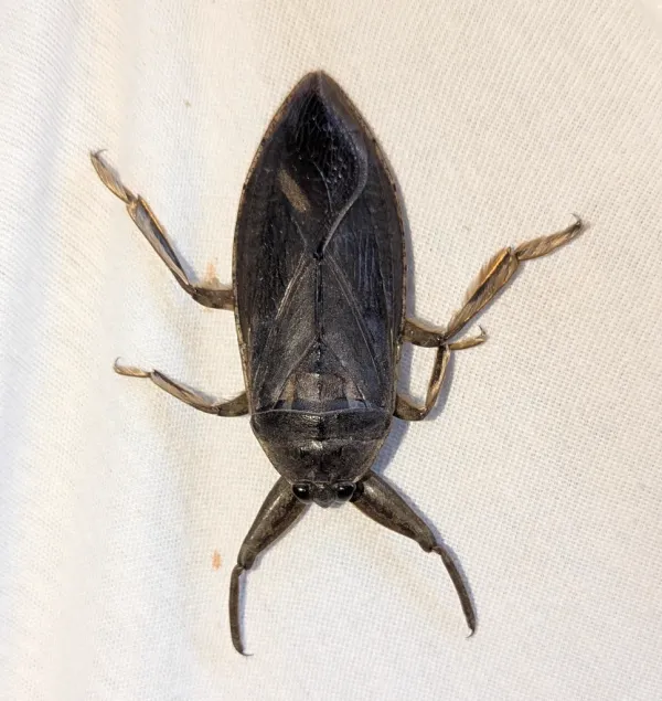 Top-down view of an American giant water bug showing its oval body and powerful front legs