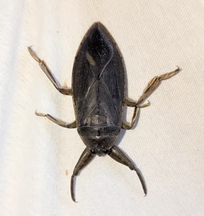 Giant Water Bugs