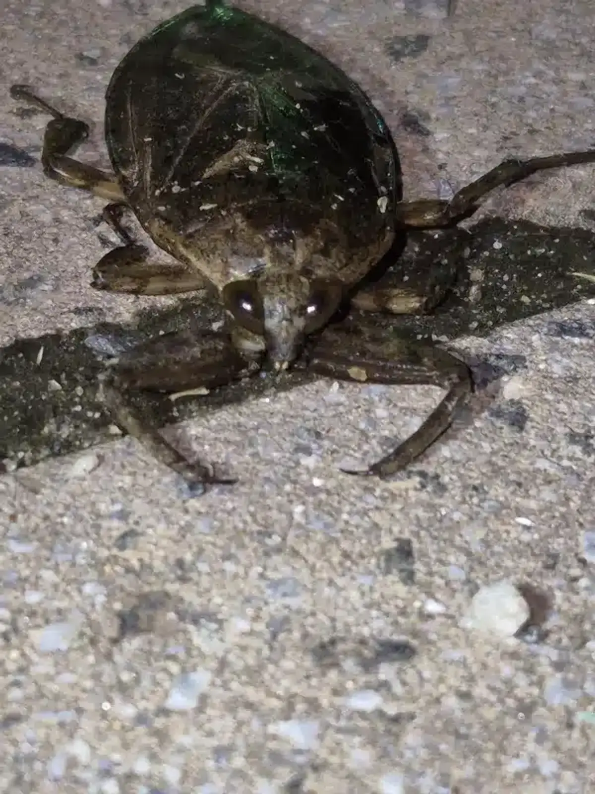Close-up of giant water bug face and predatory front legs