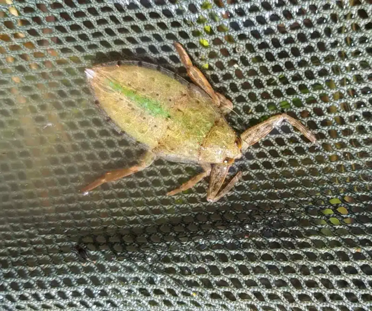 Giant water bug on netting showing aquatic habitat
