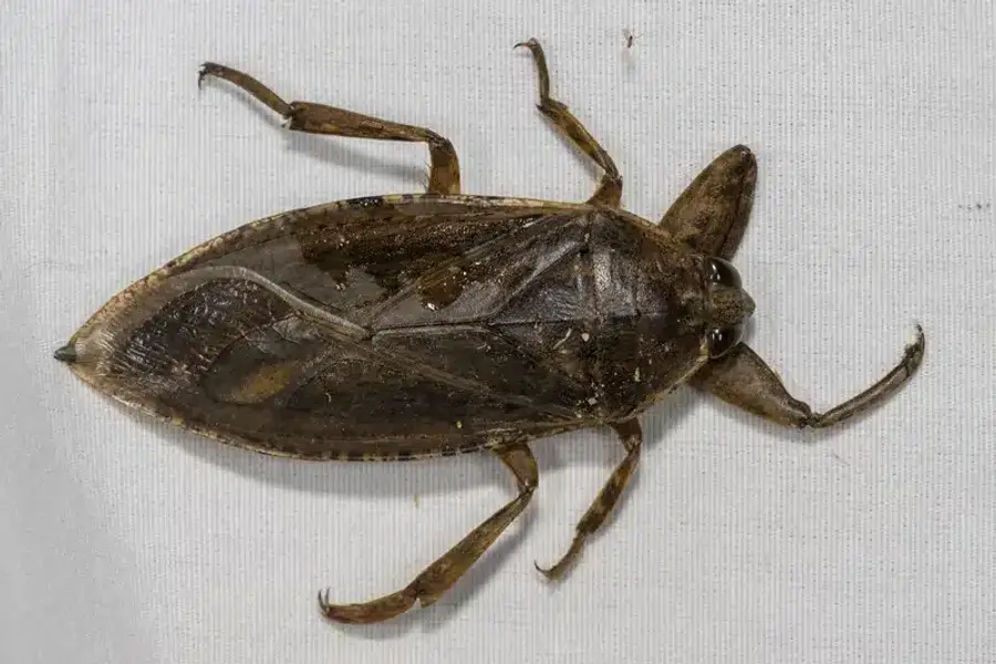 Giant water bug against white background showing true water bug features