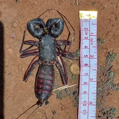 Top-down view of a giant whip scorpion on red soil showing its dark body, large pincers, segmented abdomen, and long whip-like tail with a measuring tape for scale