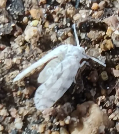 Adult giant whitefly showing white waxy wings on a gravel surface