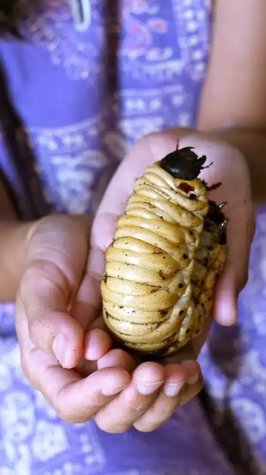 Giant worm held in two hands