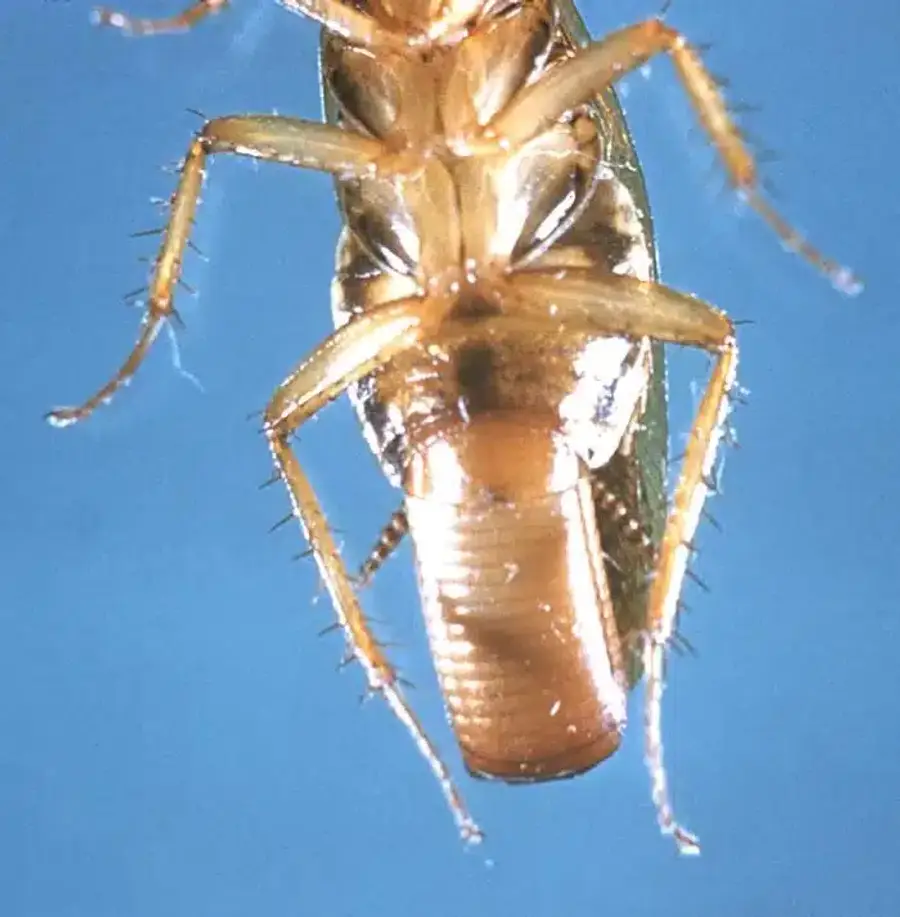 Close-up of a cockroach