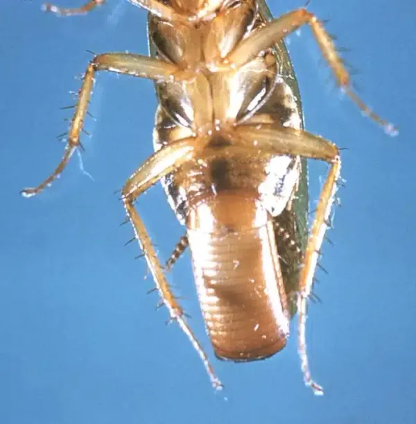 Wood Roaches vs German Roaches: What Homeowners Should Know