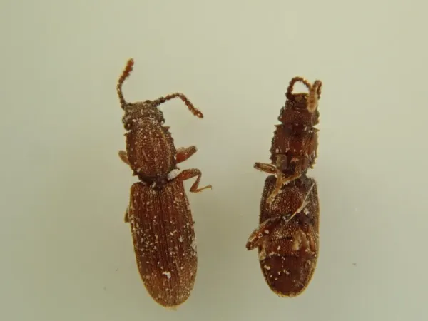 Two sawtoothed grain beetles photographed from above showing their characteristic elongated brown bodies and serrated thorax edges